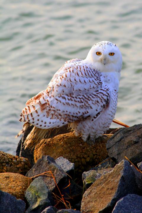 Edwin B. Forsythe National Wildlife Refuge | Shutterbug